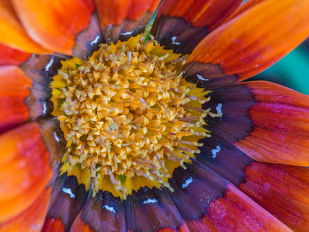 Orange Red Dahlia Daytime Flowerの写真素材