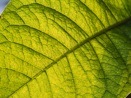 Purple Ivy Texture Leaf,Bright Light
