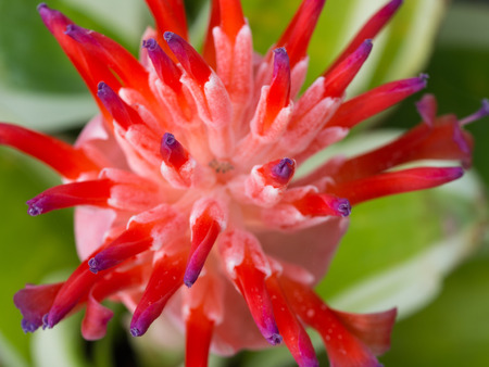 Red Purple Bromeliad Flower Blooming in The Pot after Rainの写真素材