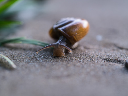 Snail Walked in on The Groundの写真素材