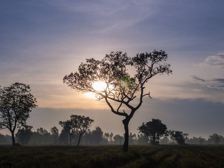Silhouettes of Tree Behind The Sunの写真素材