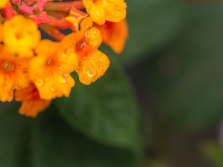 Rain Drops on Yellow Hedge Flowerの写真素材