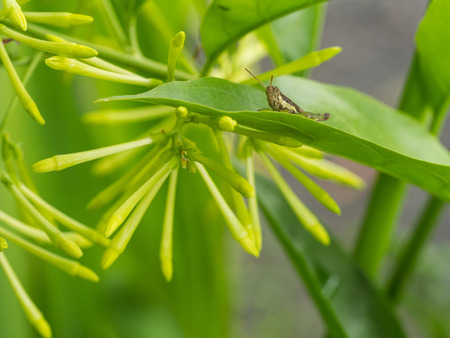 Grasshopper Sitting on Night Jasmineの写真素材