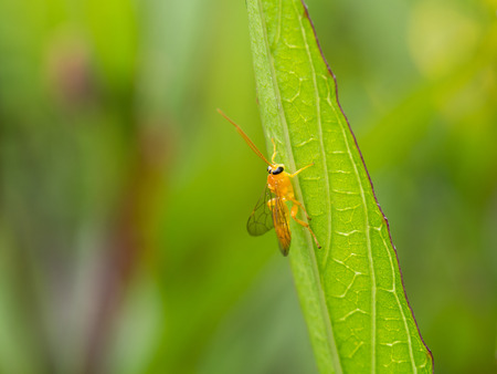 Yellow Insect Perched on Back of The Leafの写真素材