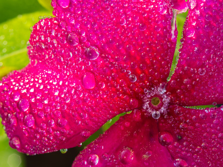 Rain Drops Perched on Pink Vinca Flower after Rainの写真素材
