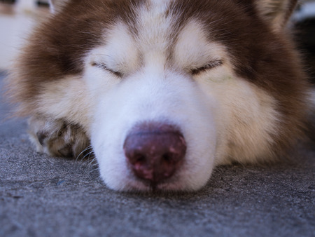 Face of Siberian Husky Dog While Sleepingの写真素材