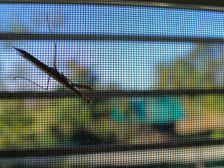 Grasshopper on Mosquito Wire Screenの写真素材