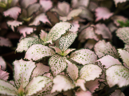 Green Light Pink Leaves Pattern on The Groundの写真素材