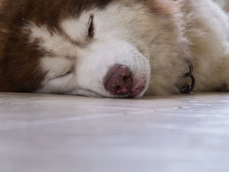 Siberian Husky Sleep Deeply on The Floorの写真素材