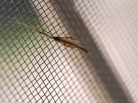 Insect Long Legs on Mosquito Wire Screenの写真素材