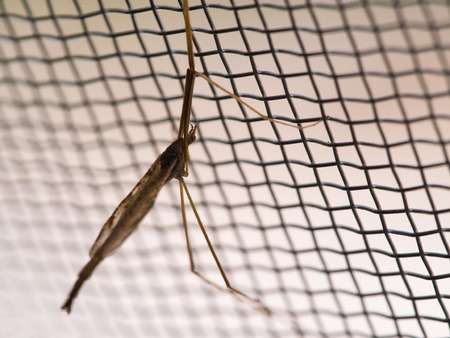 Insect Long Legs on Mosquito Wire Screenの写真素材