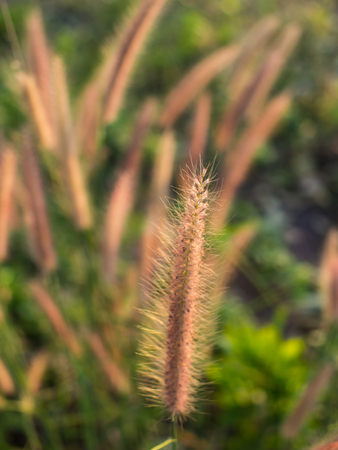 Blur of Grass Flowers Field in The Countryside