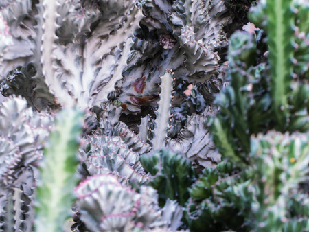 Many Cactus in The Gardenの写真素材