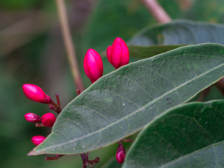 Bud of Red Spicy Jatropha Flowers Hanging in The Gardenの写真素材