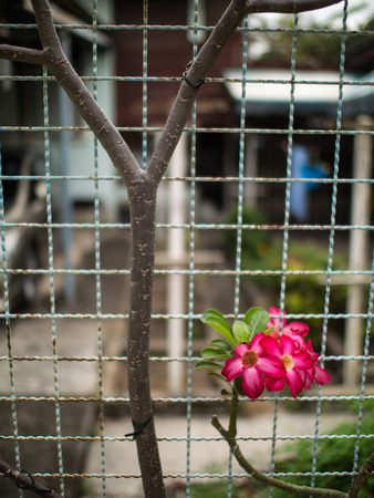 Pink Azalea Flowers along The Fenceの写真素材