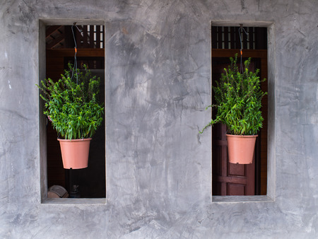 Flowers Hang on The Space of The Wallの写真素材