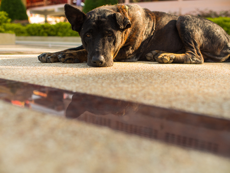 The Stray Dogs in The Modern Floor Templeの写真素材