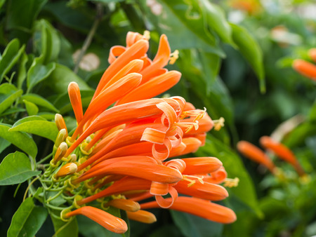 Orange Trumpet Flower Blooming in The  Gardenの写真素材