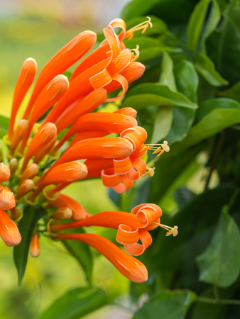 Orange Trumpet Flower Blooming in The  Garden