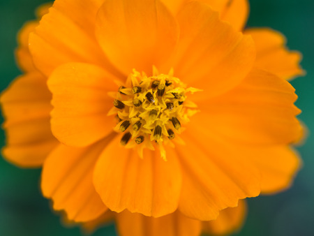 Pollen of Orange Cosmos Blooming in The Field