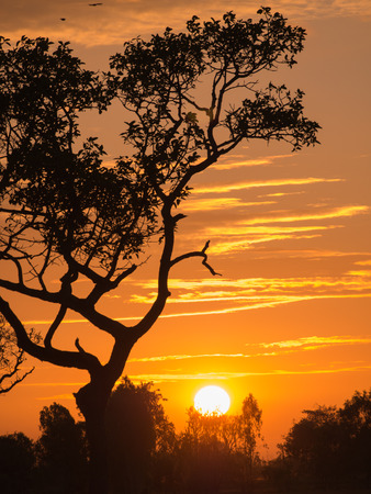 Tree Sky silhouette in The Morningの写真素材