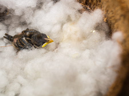 The Little Sparrow Lying in a Coconut Shellの写真素材