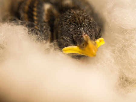 Artificial Nest of a Baby Flapper Bird Sleeping in a Houseの写真素材