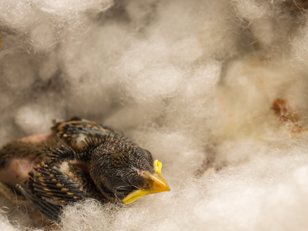 Artificial Nest of a Baby Flapper Bird Sleeping in a Houseの写真素材