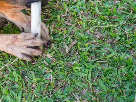 Brown Dog Catching a Artificial Bone in Lawnの写真素材