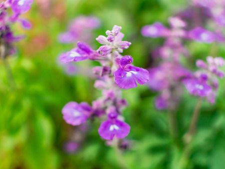 Scarlet Sage Flowers in The Gardenの写真素材