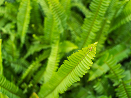 Adventure of Little Spider on The Sword Fern Leaf