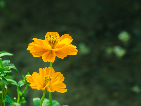 Yellow Cosmos Blooming in The Garden