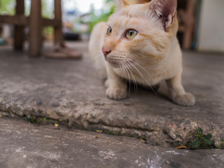 Stray Cat Yellow White Striped Head Notch Crouchingの写真素材