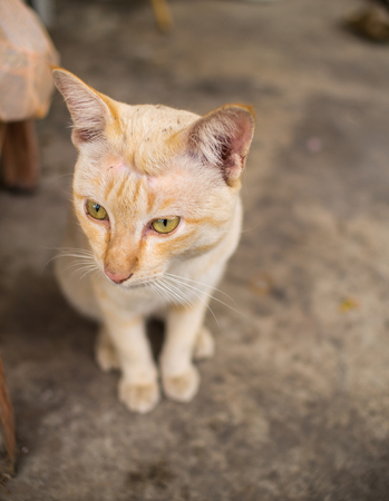 Stray Cat Yellow White Striped Head Notch Sittingの写真素材