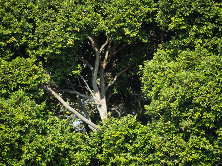 Big Tree,Shrubs Surroundingの写真素材