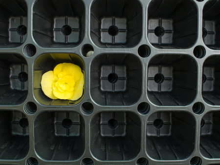 Yellow Begonia Flower in The Black Tree Nursery Trayの写真素材