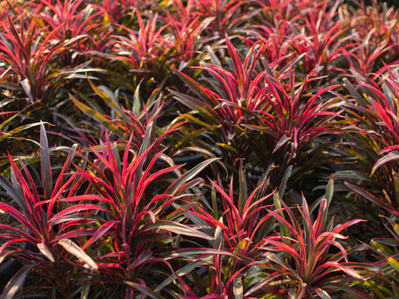 Red Cordyline fruticosa Plant with Showy leavesの写真素材