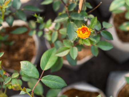 Yellow Rose Bud before Bloomingの写真素材