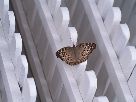Brown Butterfly Percher on a White Fences Diagonallyの写真素材