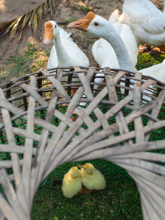 Goslings in Kiosks Mother Goose is on The Outsideの写真素材