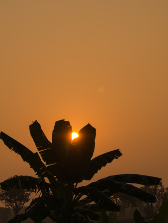 The Banana Leaf Shadow Behind The Sunの写真素材