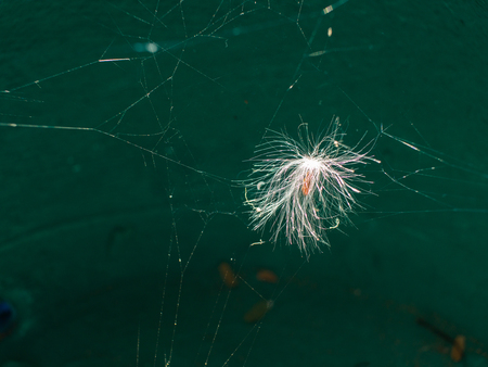 Impala Lily Seed is Caught in The Spider Web