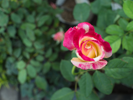The Pink White Rose Blooming in The Gardenの写真素材