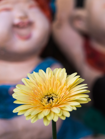 Yellow Gerbera Flower Blooming Behind Baby Dollsの写真素材