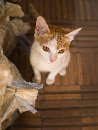Golden White Kitten Sitting on The Brick Patternの写真素材