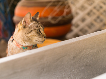 Grey Cat Sitting on The Box in The Houseの写真素材
