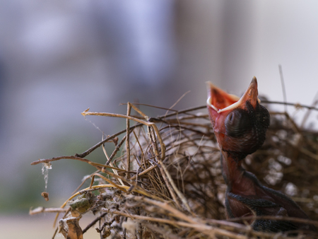 Blur of Baby Flapper Bird Waiting for a Foodの写真素材