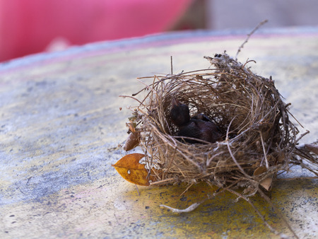 Bird's Nest and Little Bird Fell on The Tableの写真素材