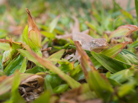 Head of A House Lizard Walking in The Lawnの写真素材