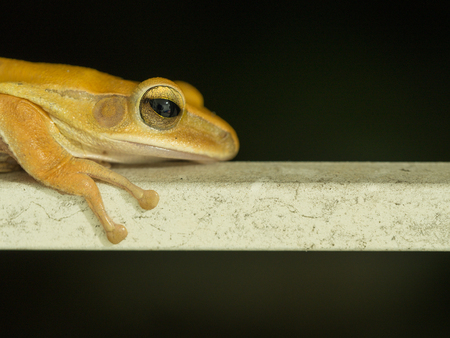The Golden Tree Frog Perched on White Iron